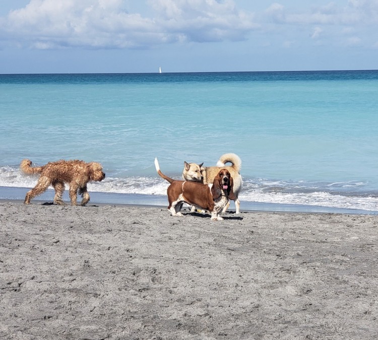 Dog Beach (Jupiter,&nbspFL)